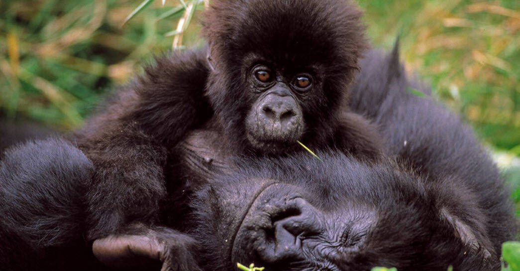 Virunga National Park